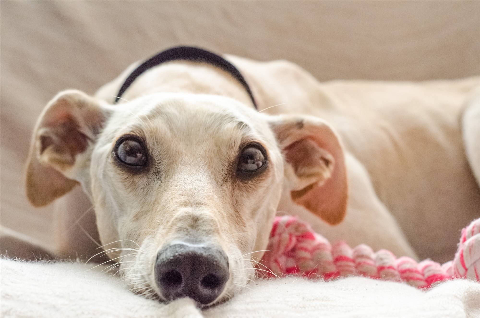 Un perro de raza pequeña: el Galgo Italiano.