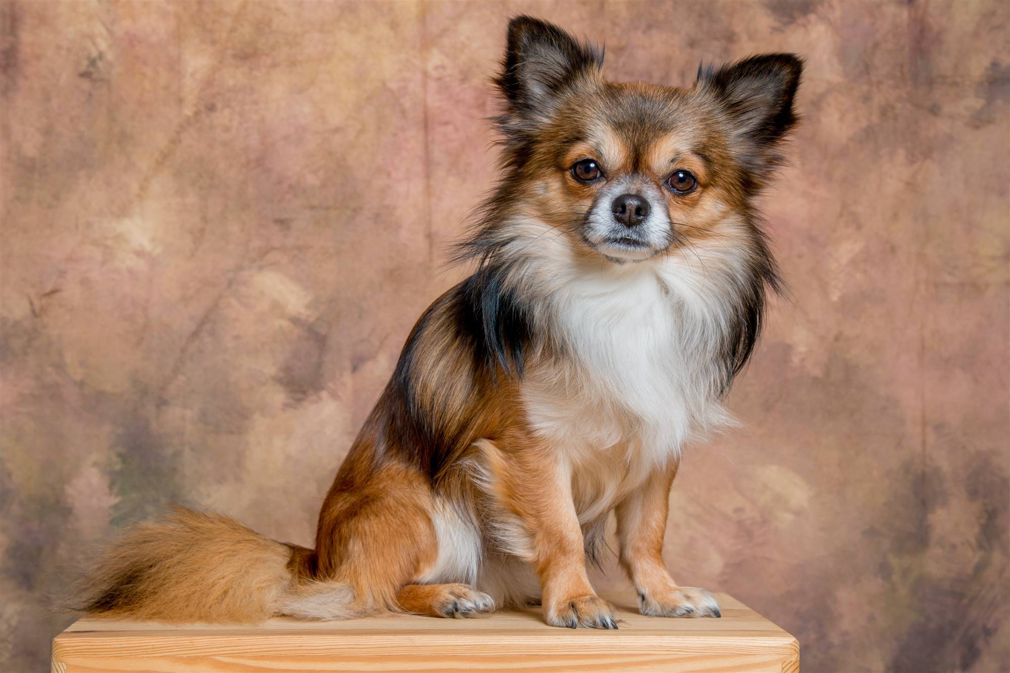 Un perro de raza pequeña llamado Papillón.