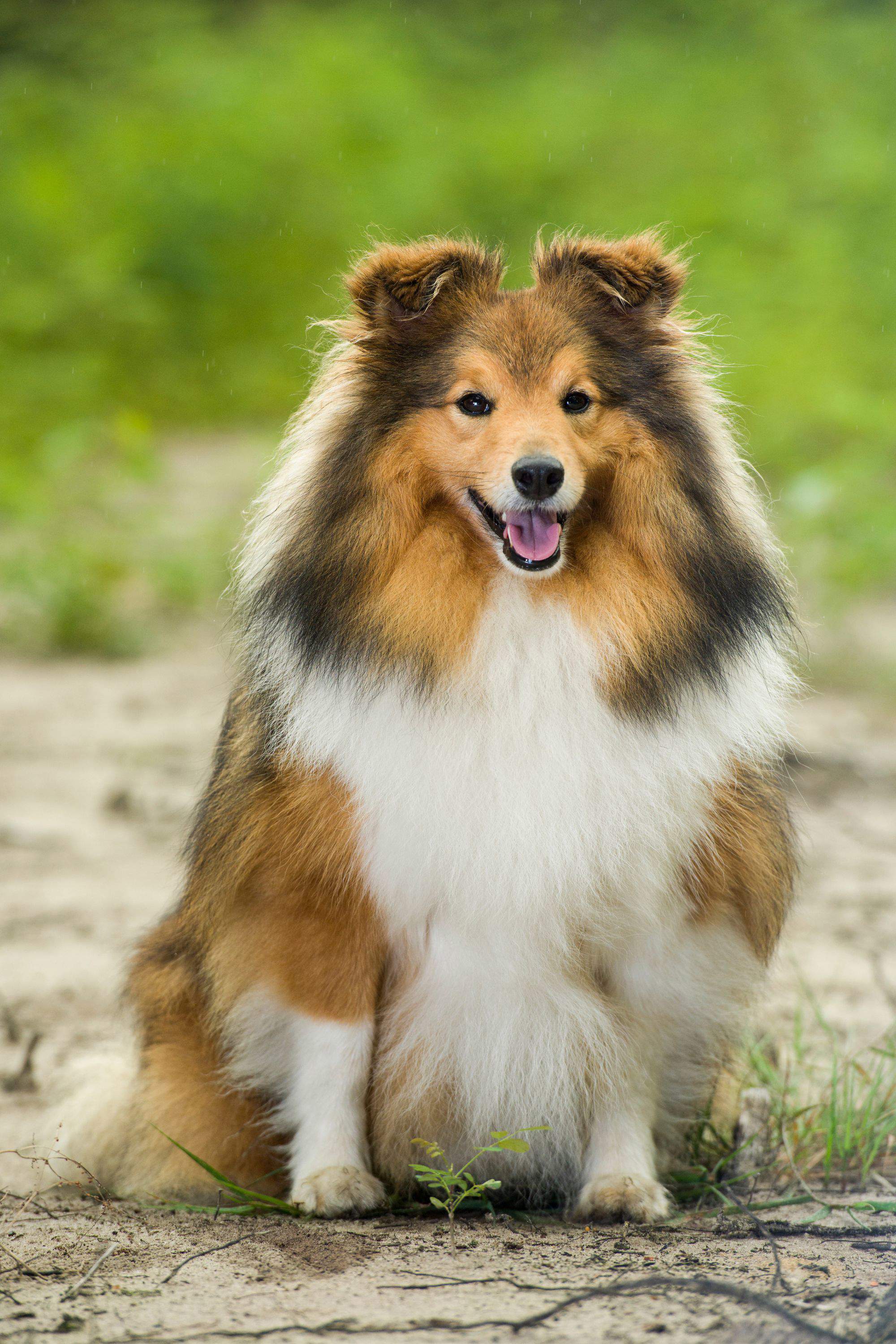 Perro pastor de Shetland.