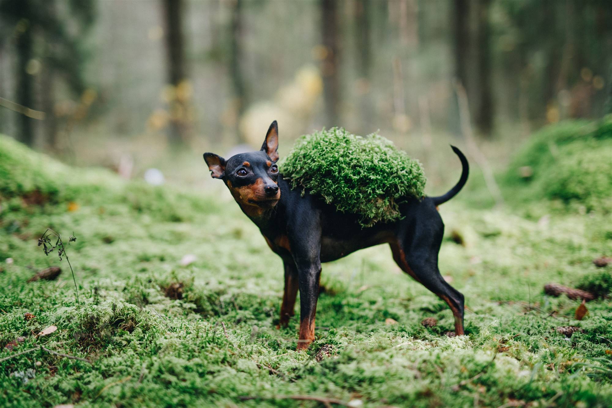 Un perro pequeño, el Pinscher Miniatura.