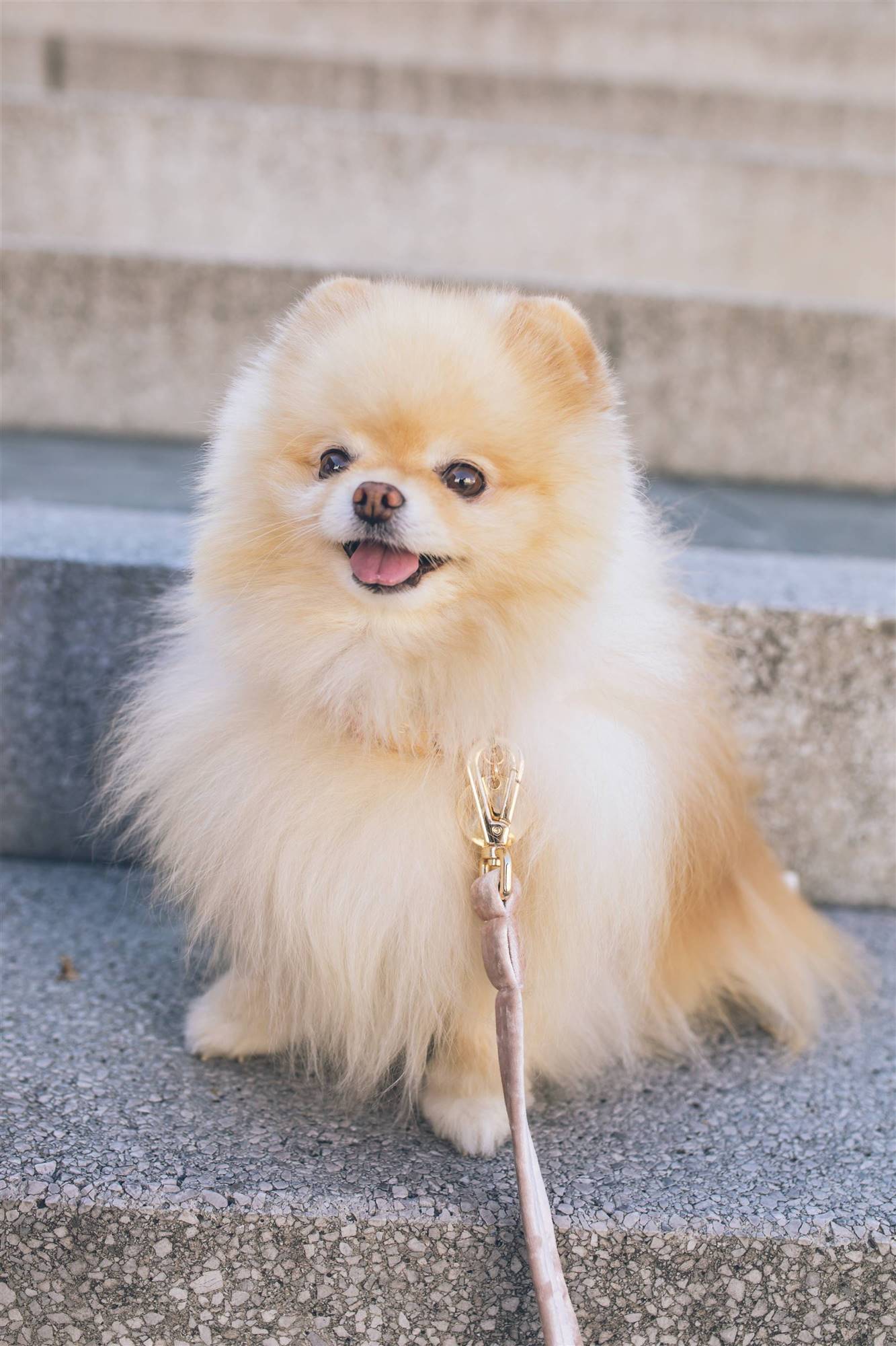 Un perro de raza pequeña pomerania.