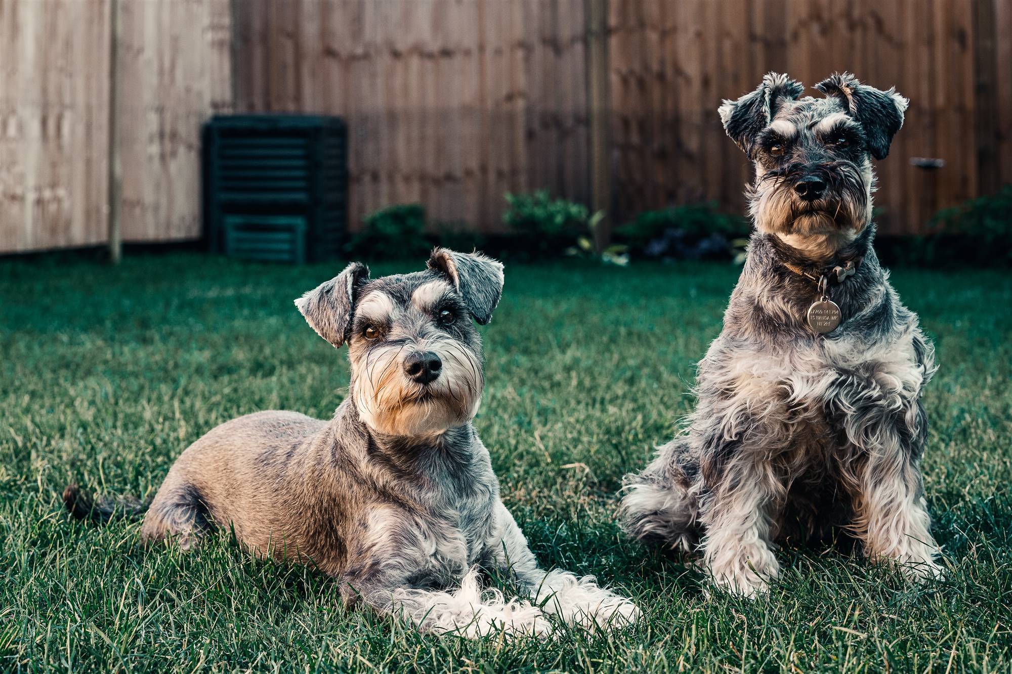 Un perro de raza pequeña, el schnauzer.