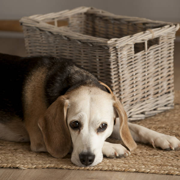+230 nombres para perritas hembra de todos los estilos y para todos los tamaños