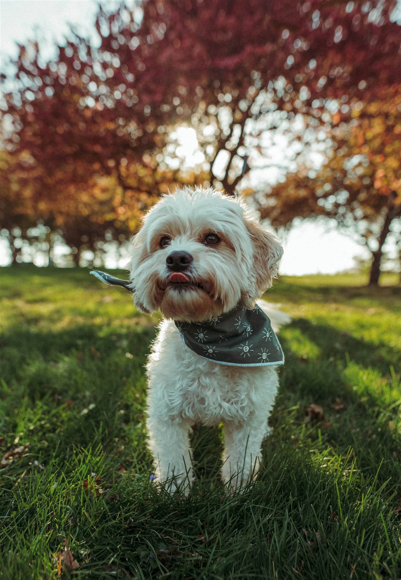 Un perro Yorkshire Terrier.