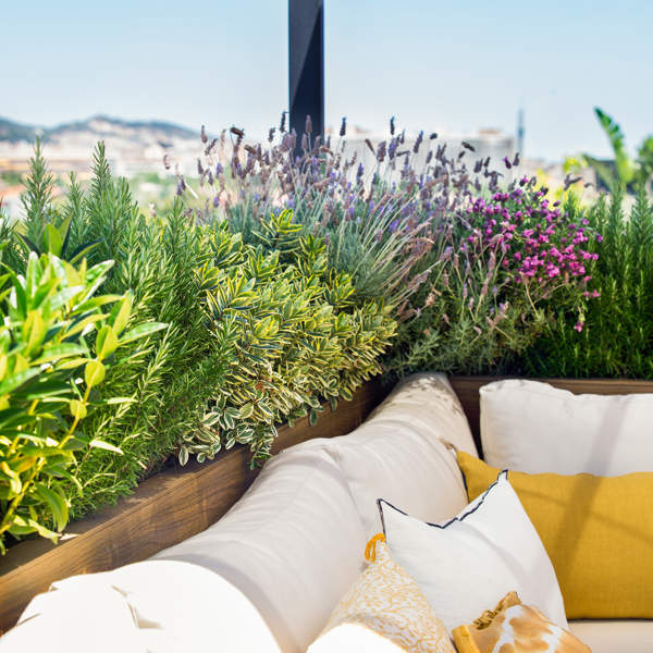 7 plantas con flor resistentes a la sequía que son bonitas y llenarán de vida tu terraza