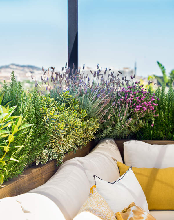 7 plantas con flor resistentes a la sequía que son bonitas y llenarán de vida tu terraza