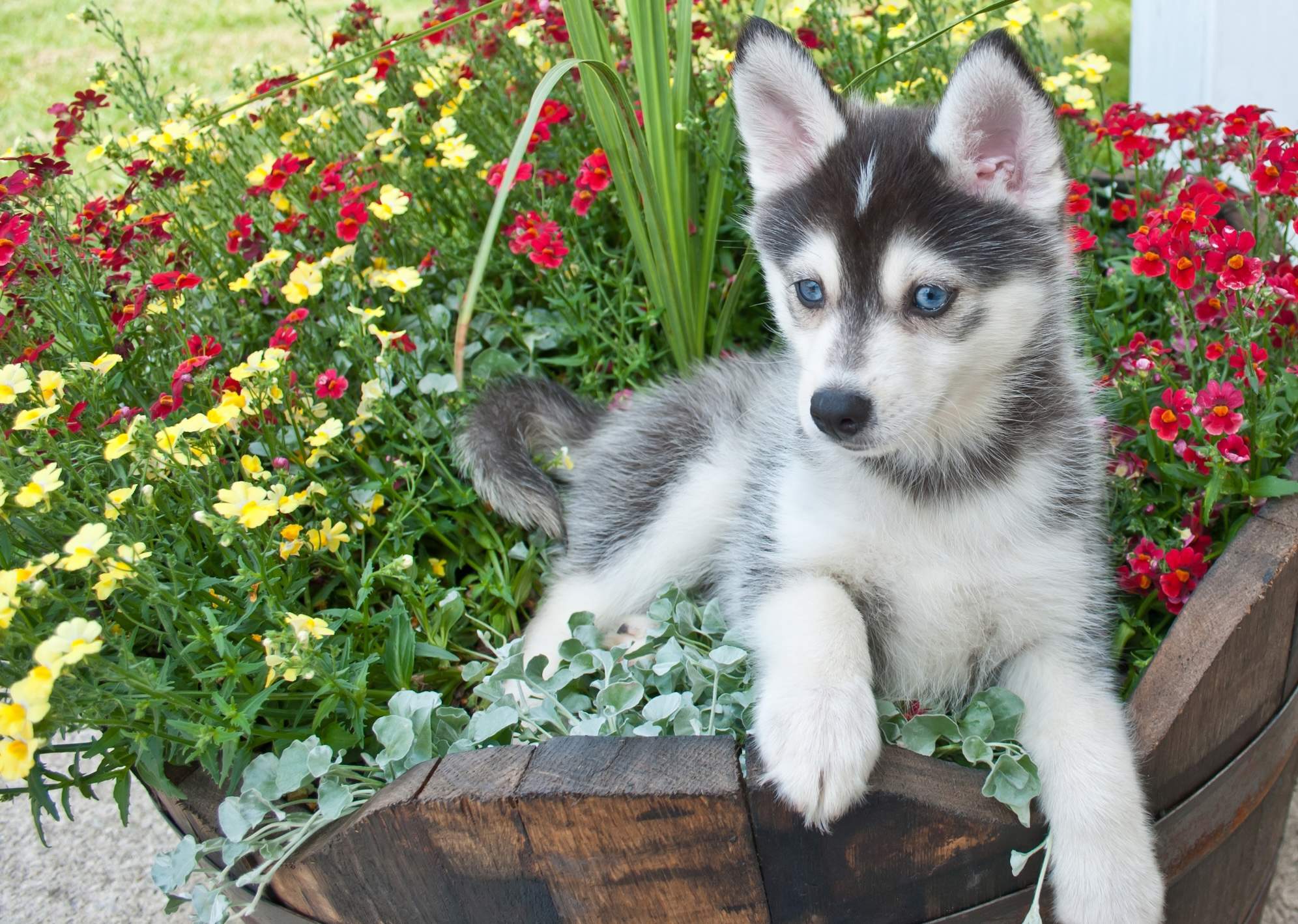 Pomsky.