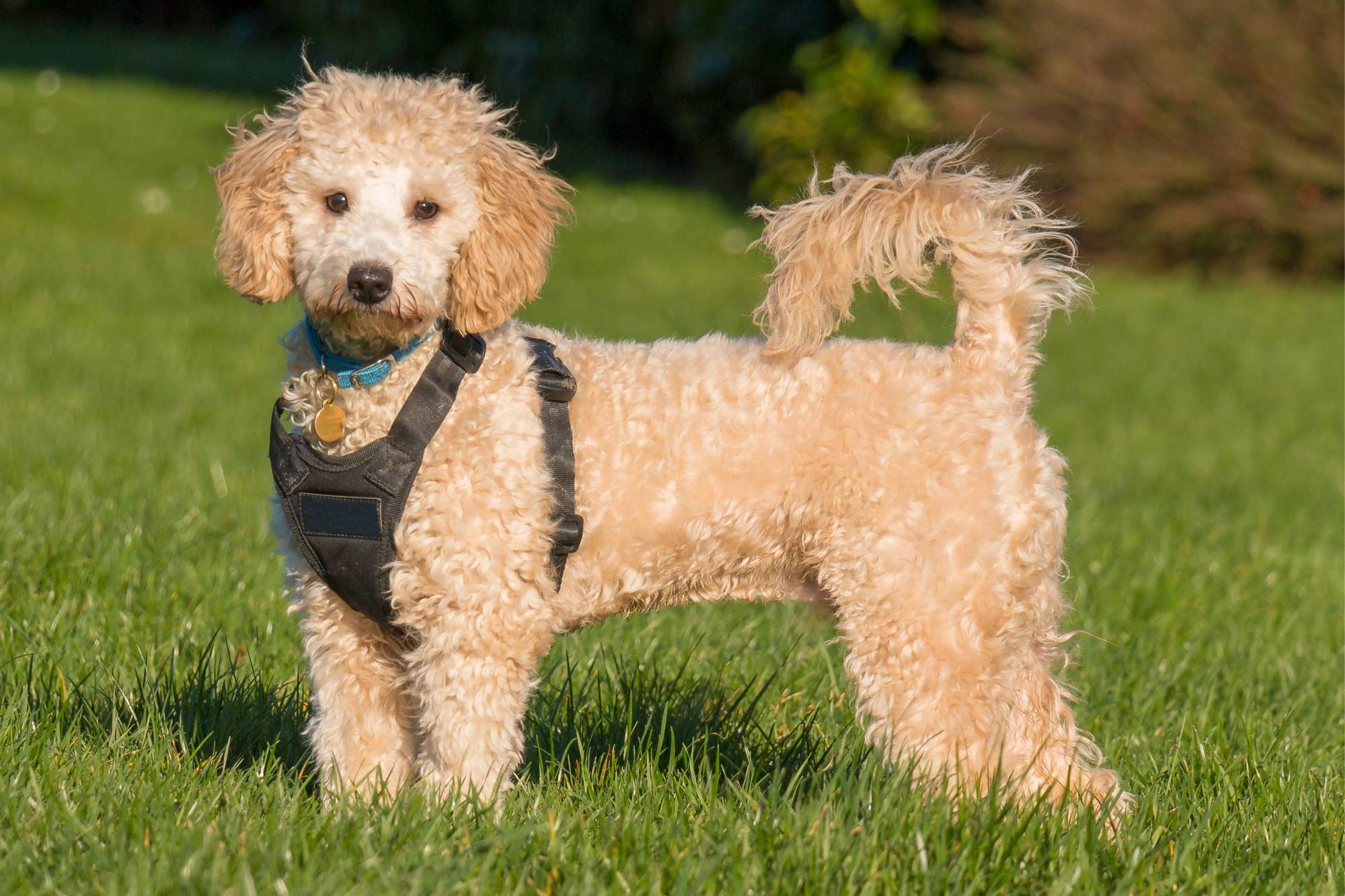 Poochon.