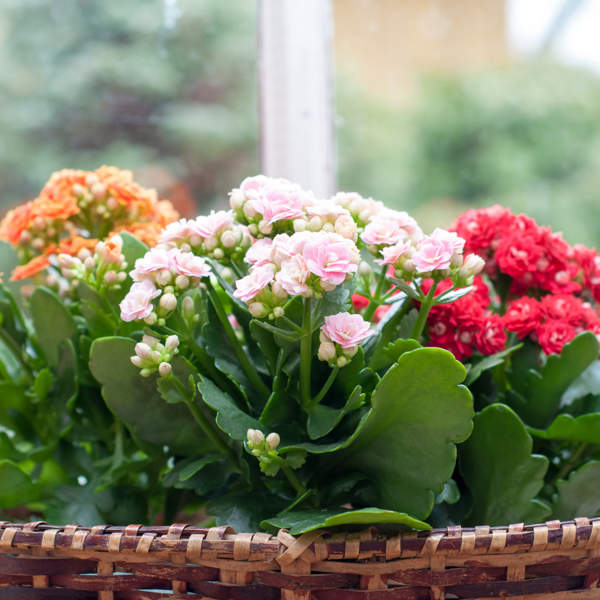 El secreto para cuidar tu planta kalanchoe y alargar sus años de vida
