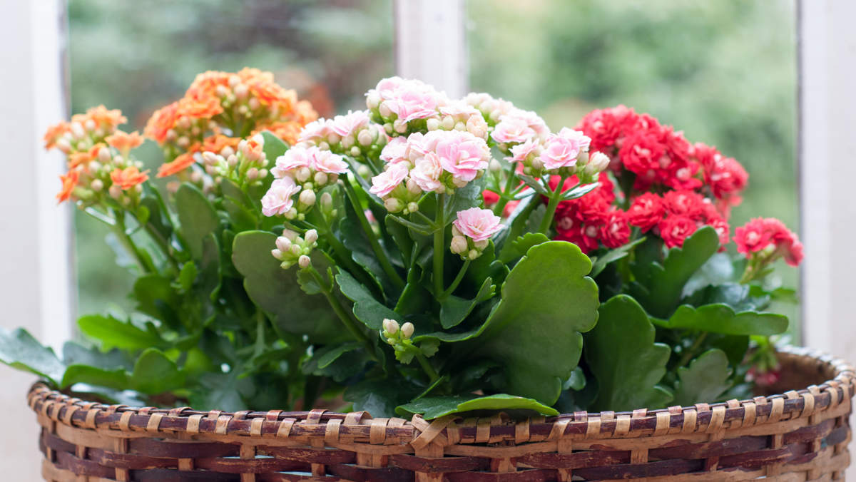 El secreto para cuidar tu planta kalanchoe y alargar sus años de vida