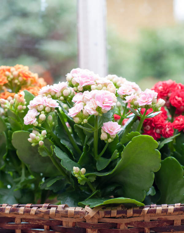 El secreto para cuidar tu planta kalanchoe y alargar sus años de vida