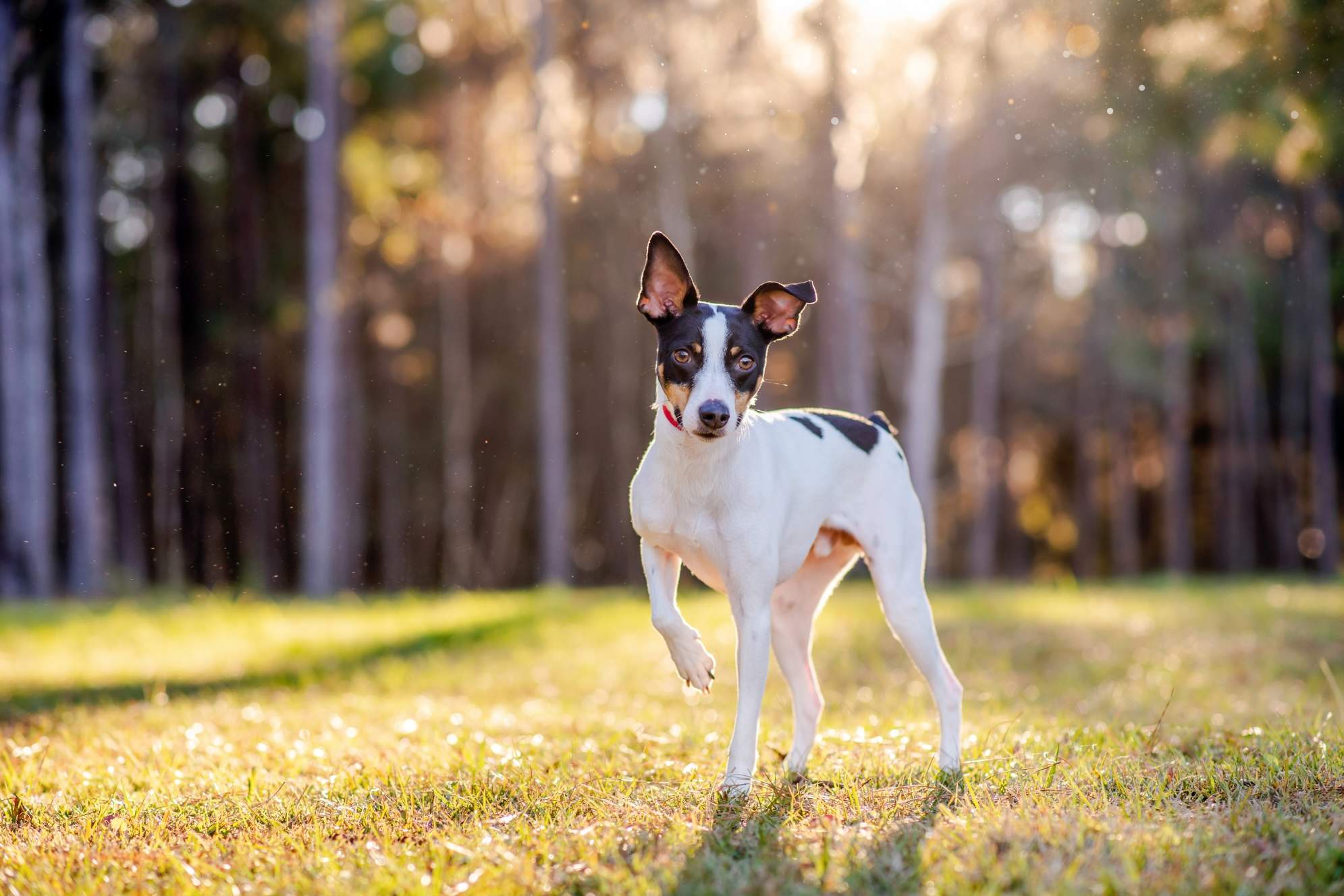 Rat terrier.