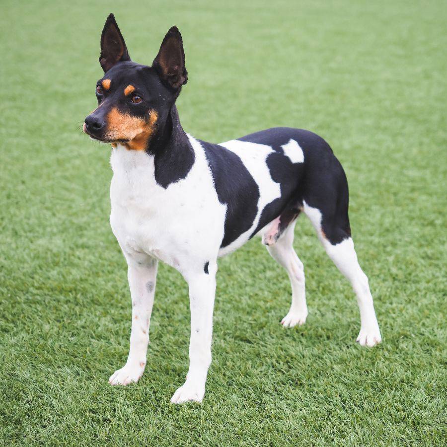 El ratonero valenciano es un perro pequeño muy activo y valiente.