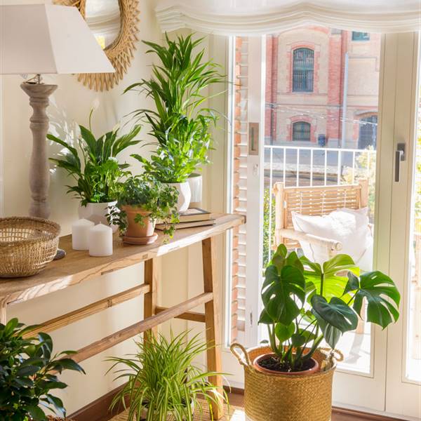 69 nombres de plantas y flores que deberías conocer