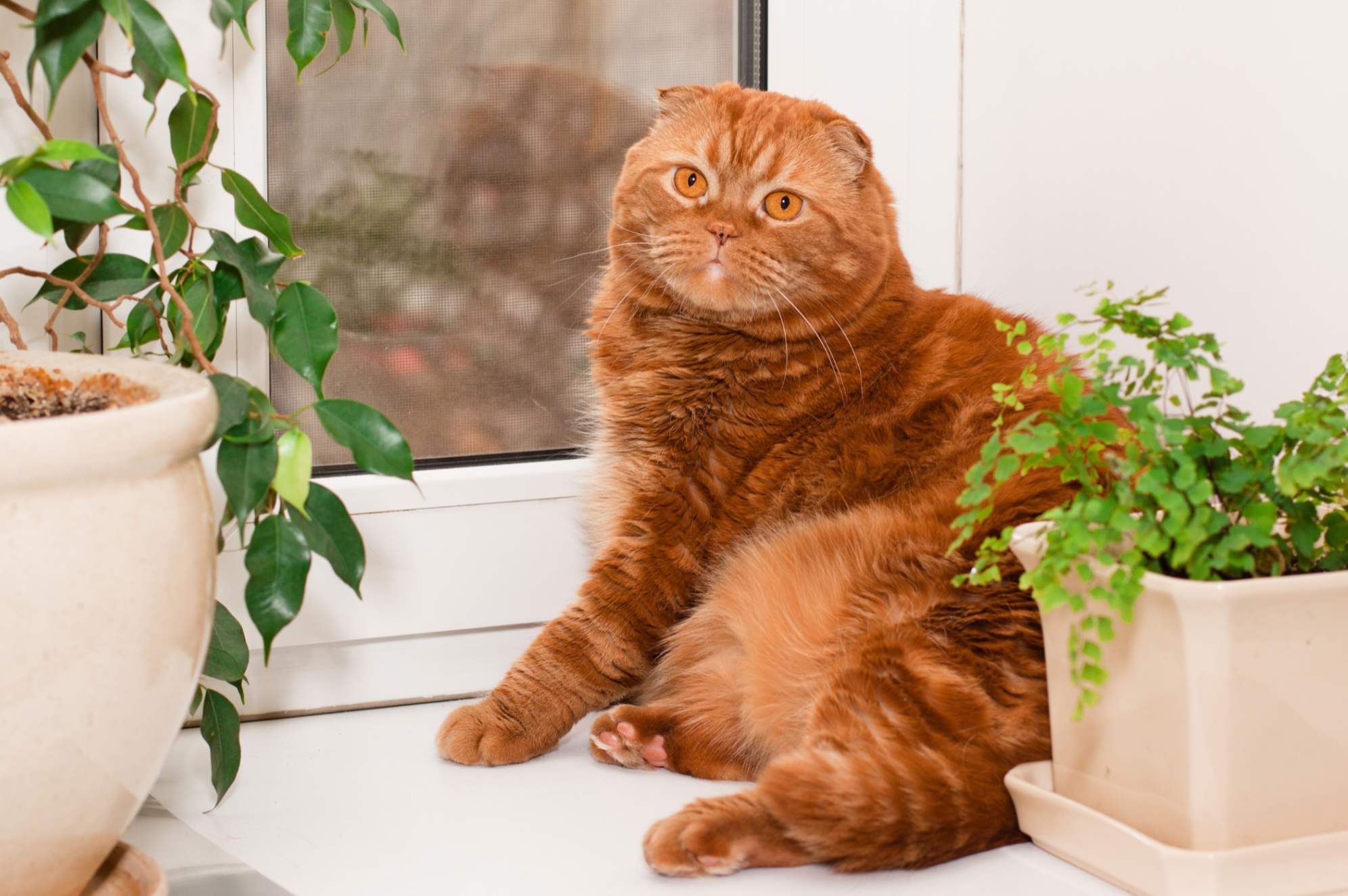 Scottish fold naranja