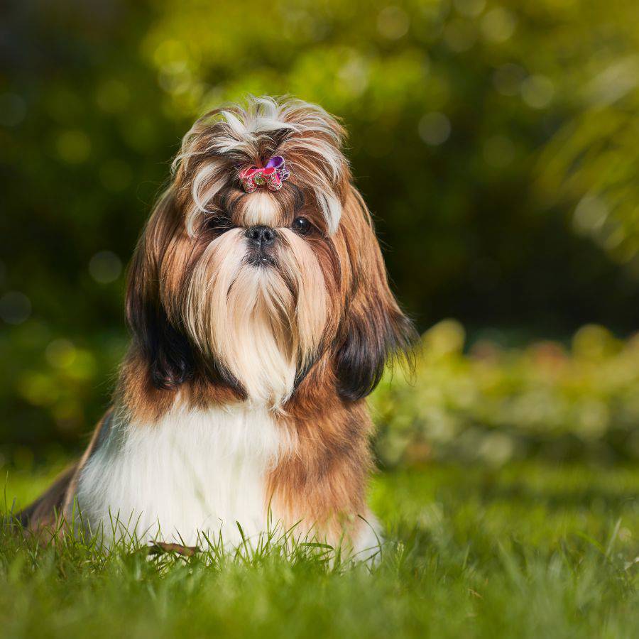 Un perro orgulloso, pequeño y inteligente es el Shih Tzu.