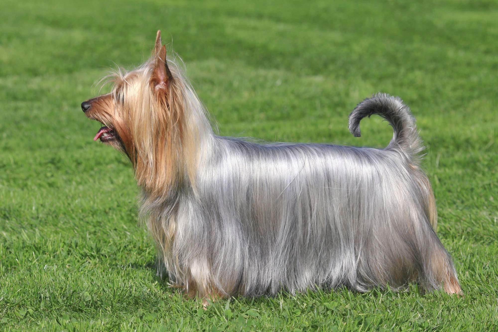 Silky terrier australiano.