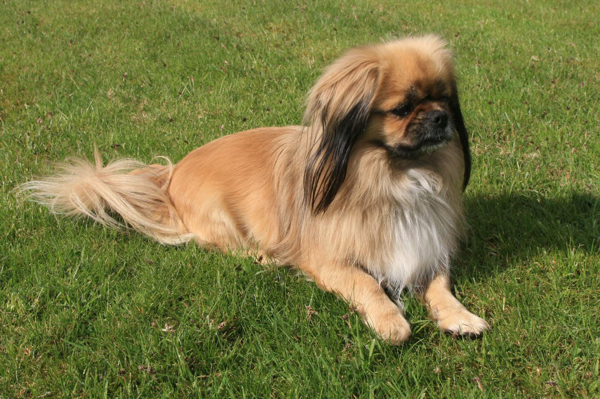 Spaniel Tibetano.