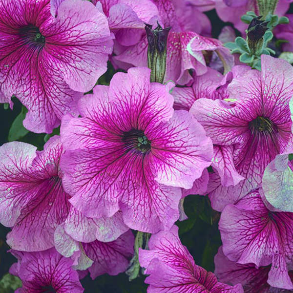 5 claves que funcionan para tener surfinias en flor durante mucho tiempo