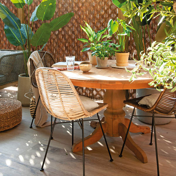 Adelántate a las ofertas de Lidl con las plantas más bonitas y vistosas para decorar tu terraza (a partir de 2,49 euros)