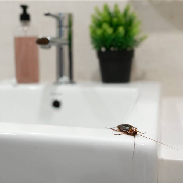 Cómo matar cucarachas y eliminarlas completamente de casa: insecticidas, remedios caseros, olores que no soportan... ¡Te lo contamos todo!