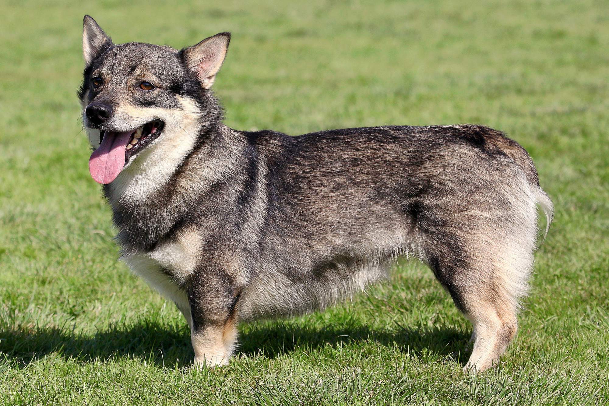 Vallhund sueco.