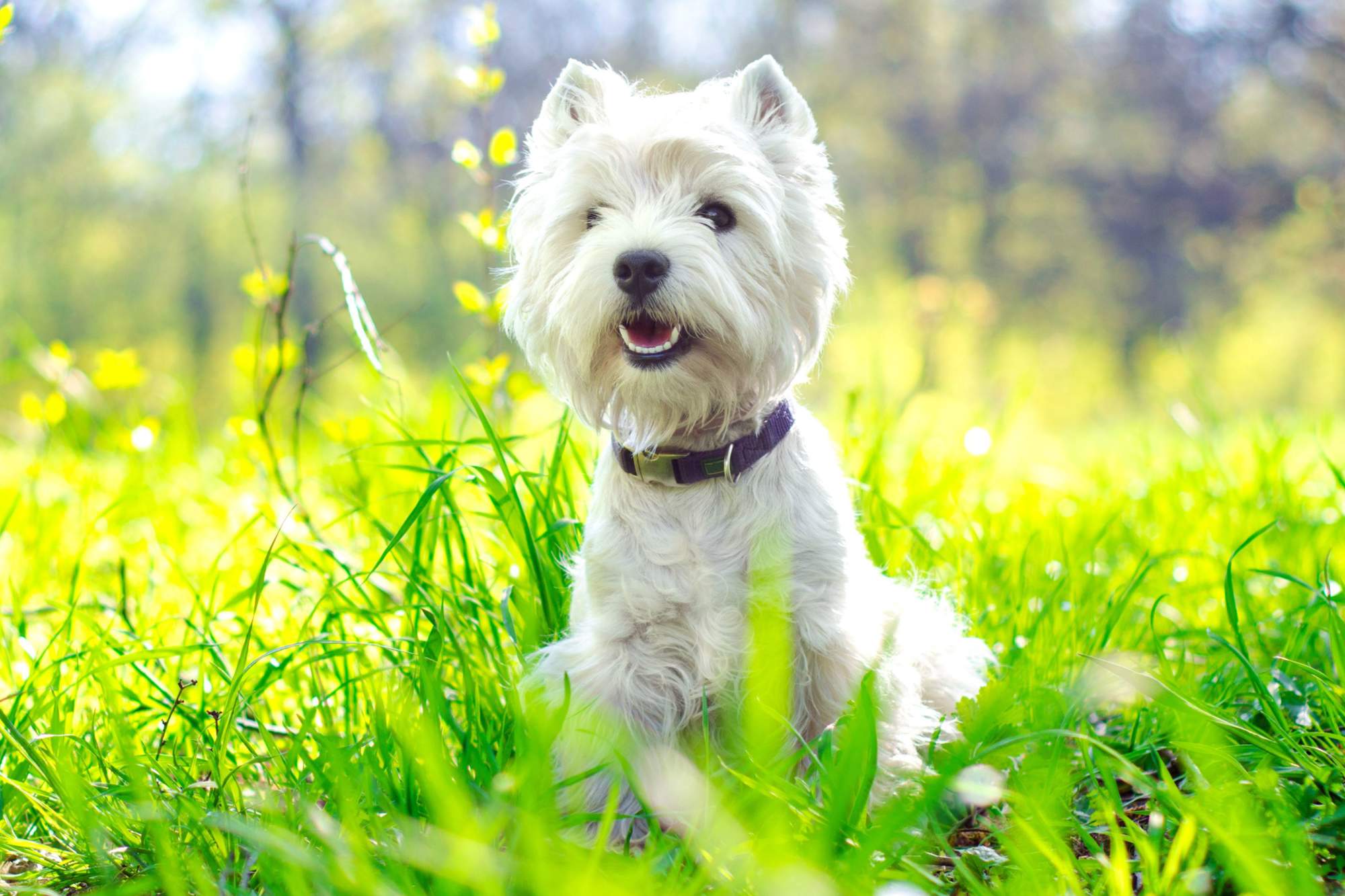 West Highland terrier.